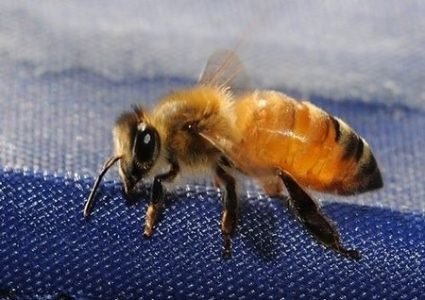 bee05 bee05